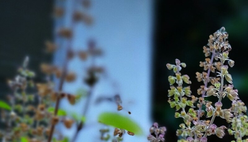 Caring for Your Indoor Tulsi Plant