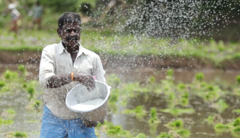 Monsoon Planting Tips for Indian Gardens