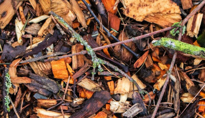 Why Organic Manure Matters for Healthy Soil