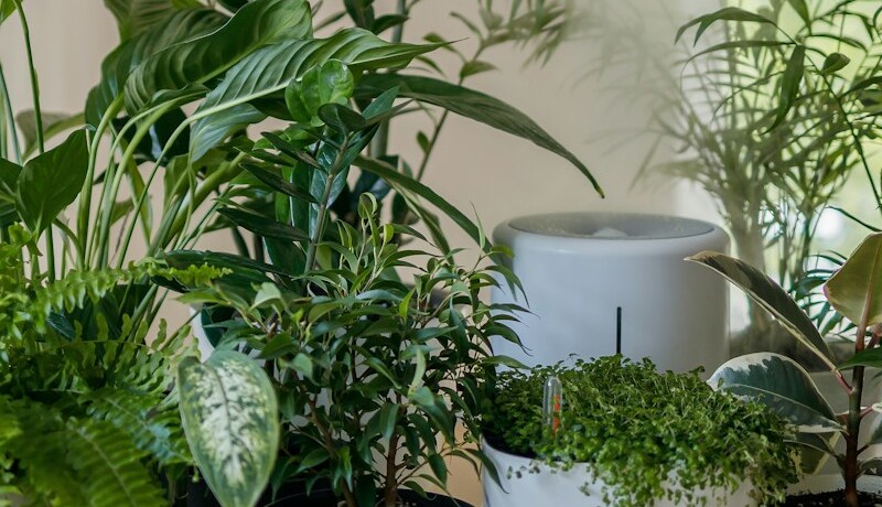 Top 5 Low-Maintenance Plants for Beginners