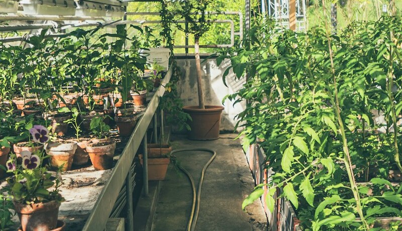 Decorating Your Home with Indoor Greens