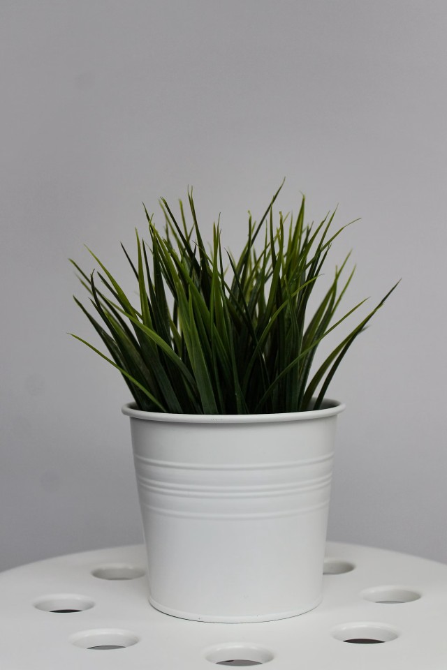 Plastic Pot 8in