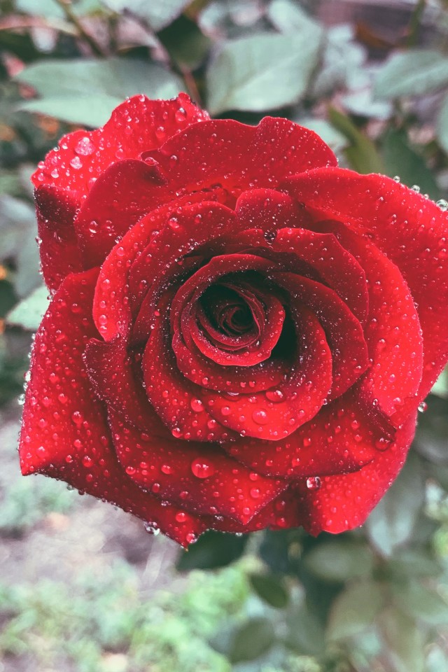 Rose Red