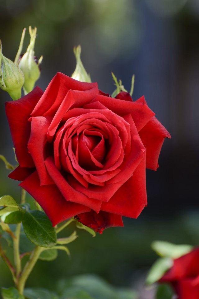 Rose Red
