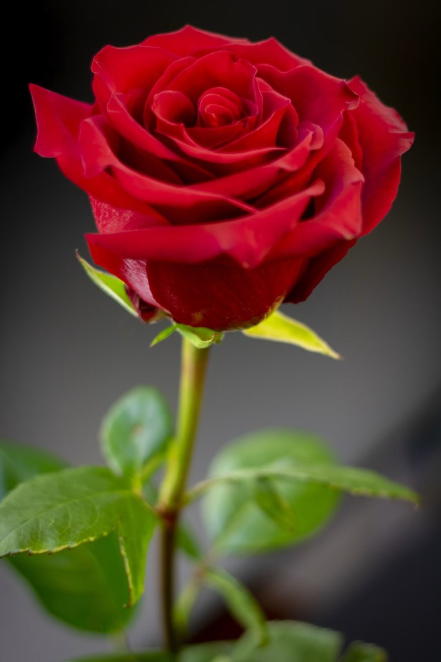Rose Red