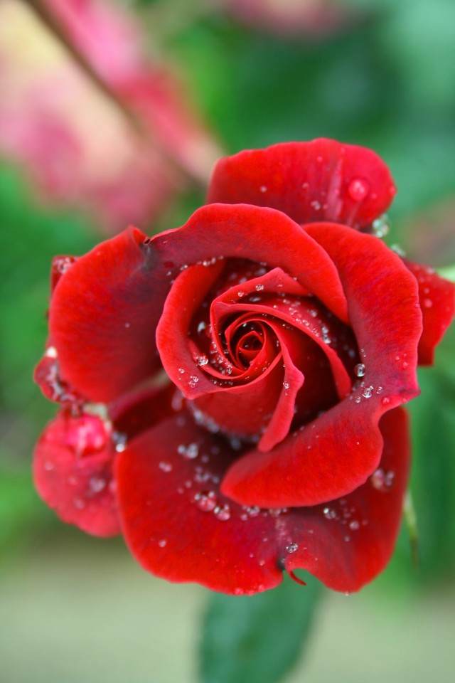 Rose Red