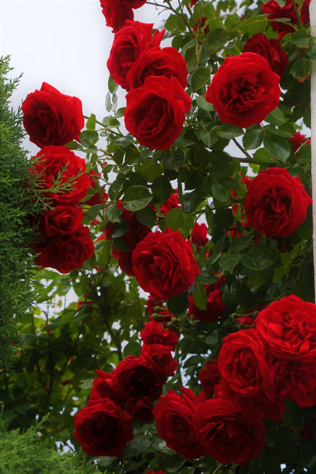 Rose Red