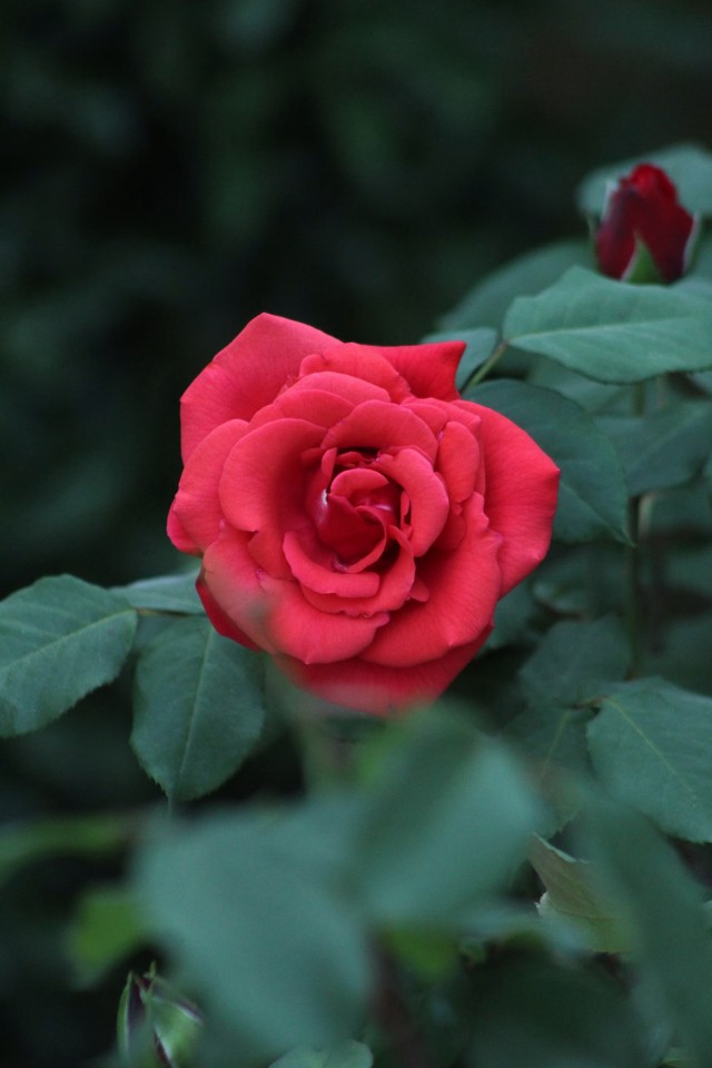 Rose Red