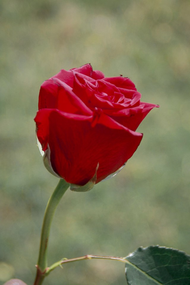 Rose Red