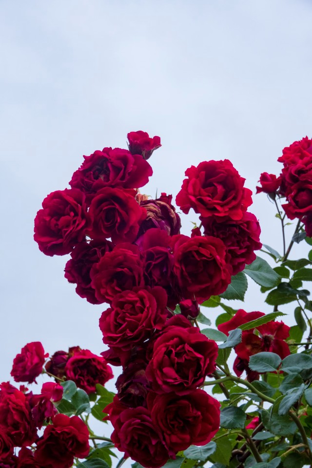 Rose Red