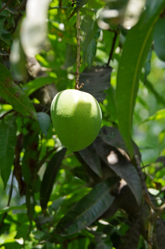 Mango Alphonso