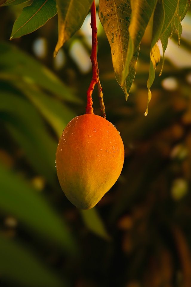 Mango Alphonso