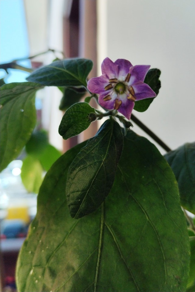 Pepper Plant
