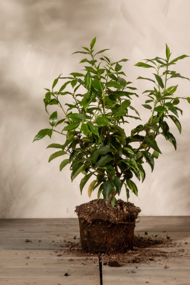 Pepper Plant