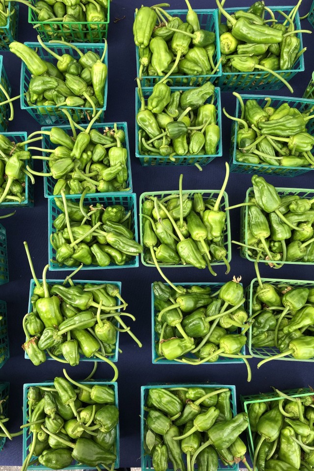 Pepper Plant