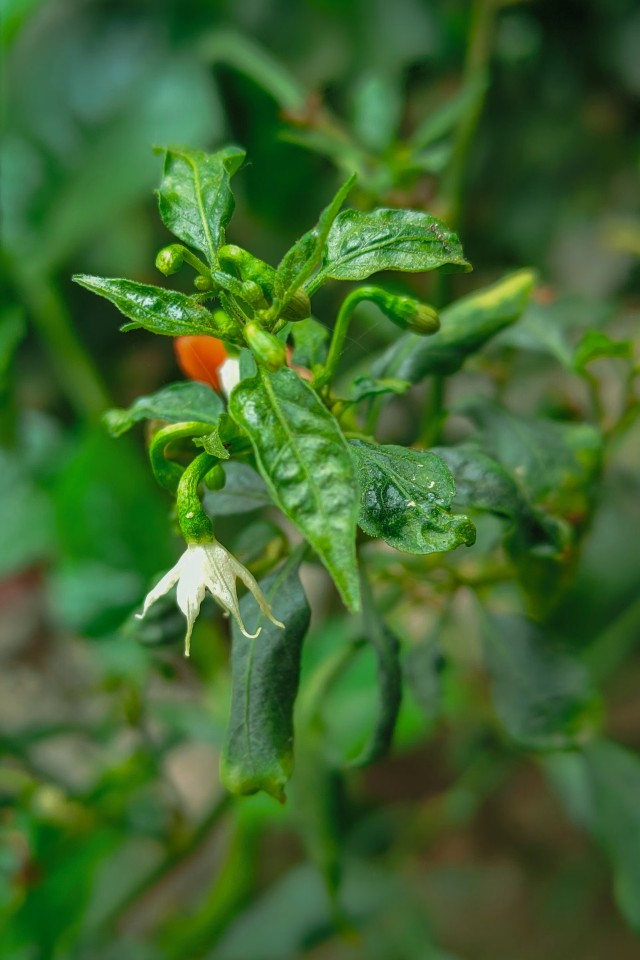 Pepper Plant
