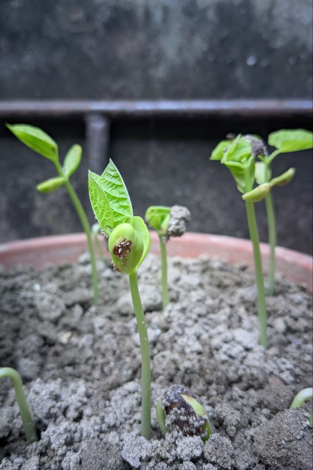 Pepper Plant