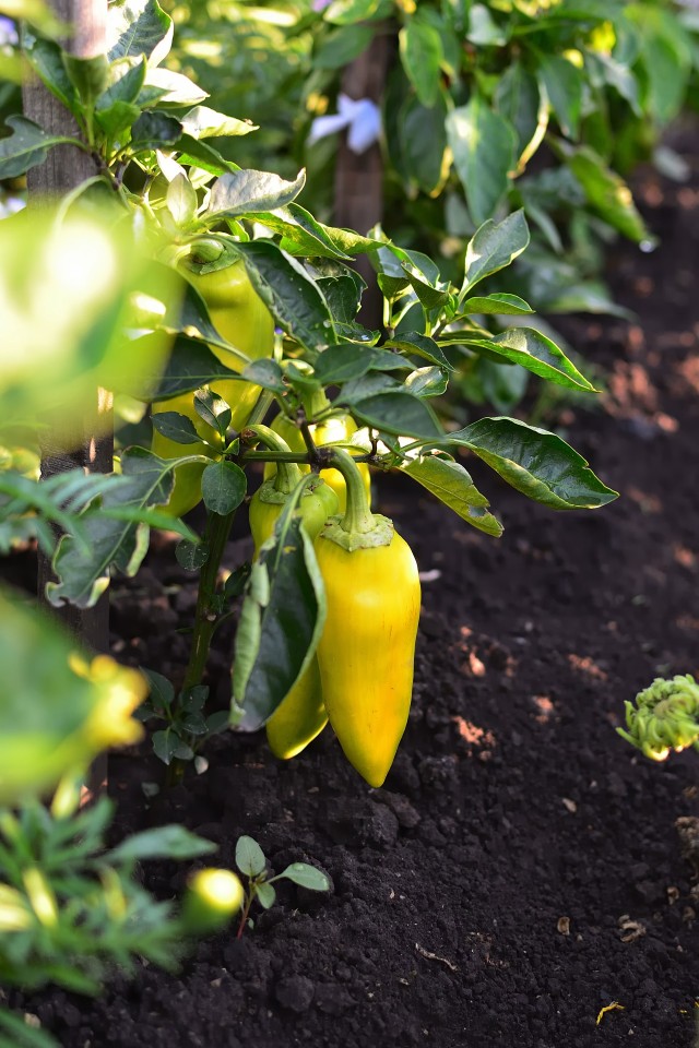 Pepper Plant