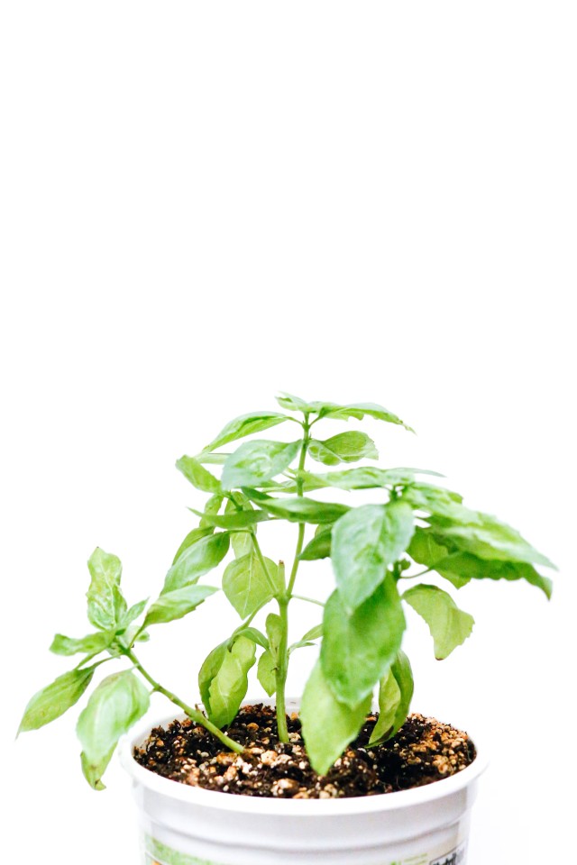 Pepper Plant