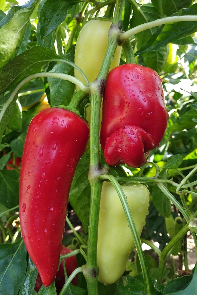 Pepper Plant