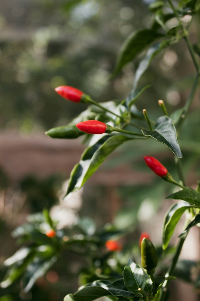 Pepper Plant