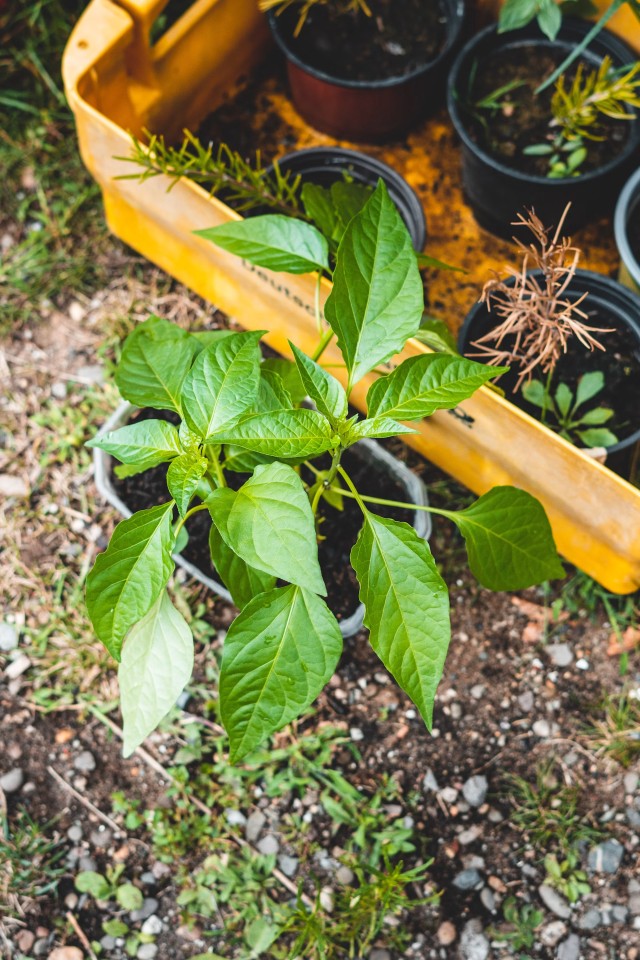 Pepper Plant
