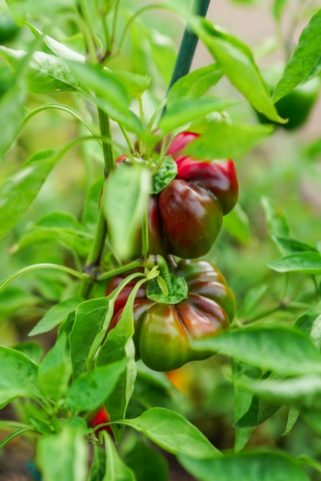Pepper Plant