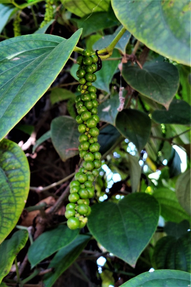 Pepper Plant