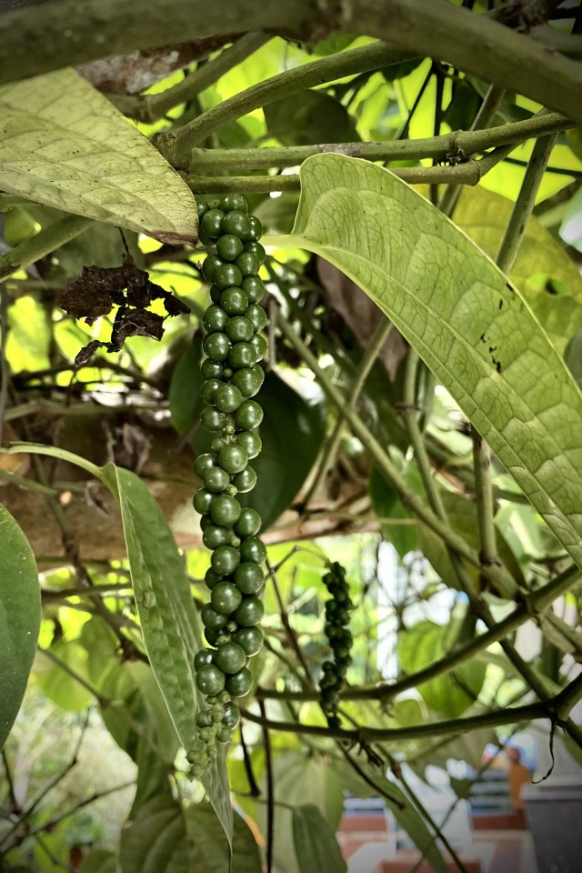 Pepper Plant