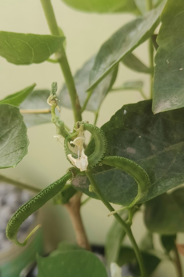 Pepper Plant
