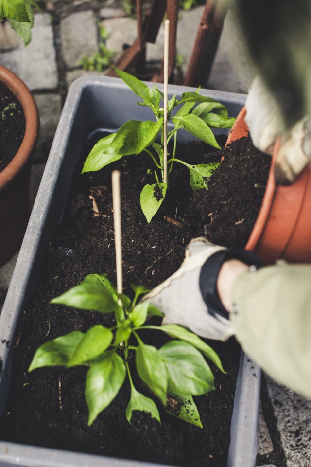 Pepper Plant