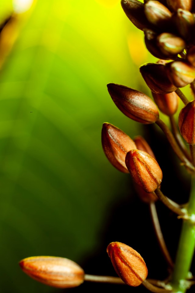 Cardamom Plant