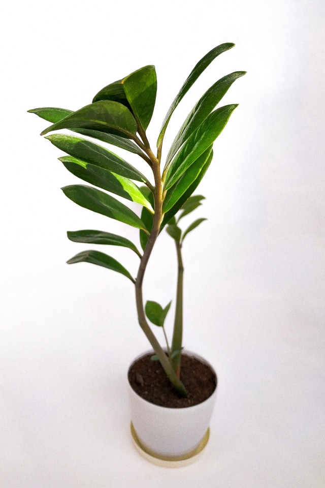 Cardamom Plant