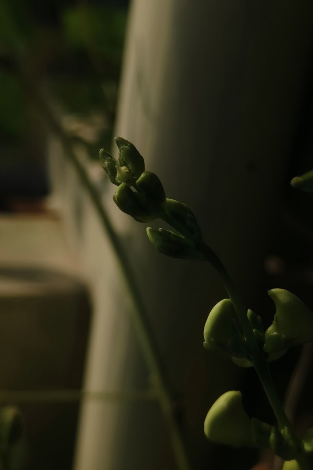 Cardamom Plant