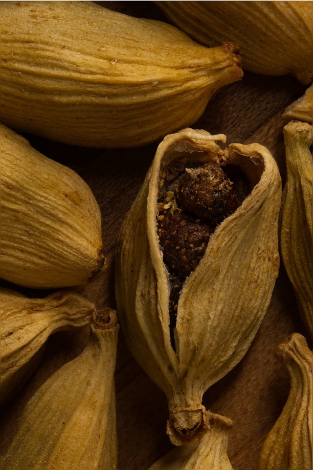 Cardamom Plant