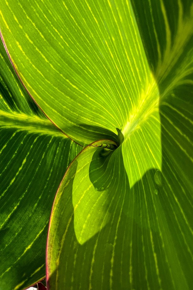 Cardamom Plant