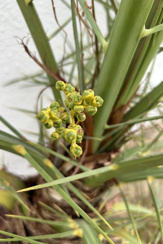 Cardamom Plant