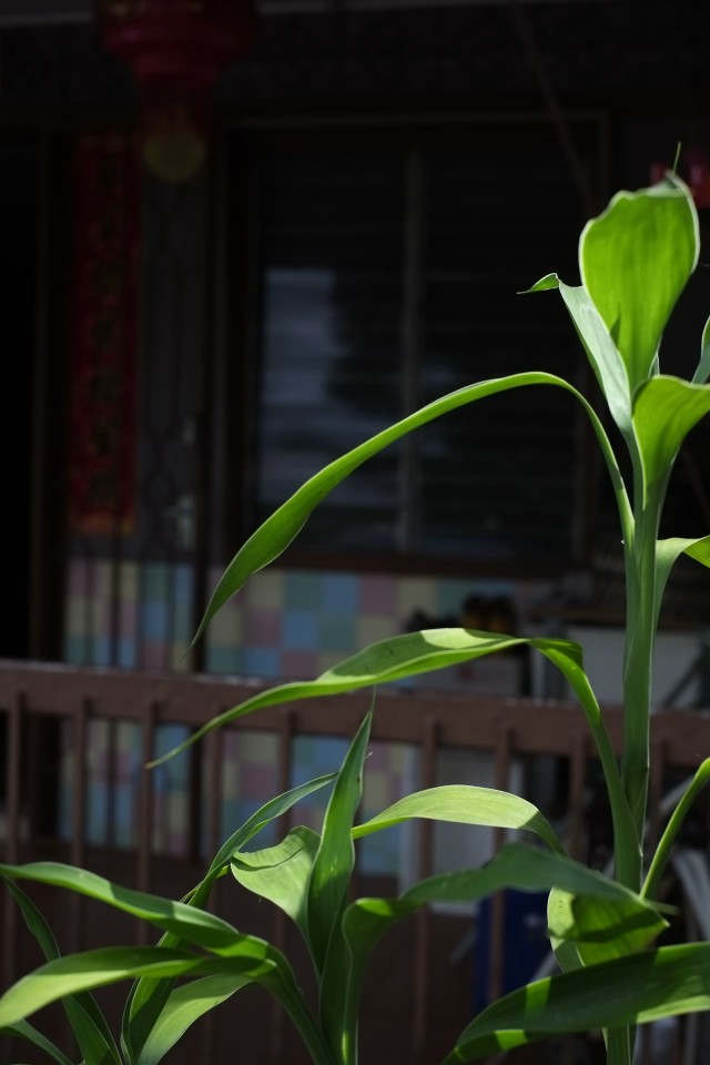 Cardamom Plant