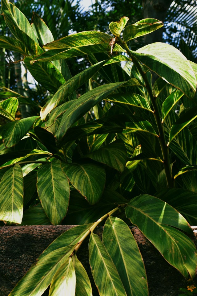 Cardamom Plant