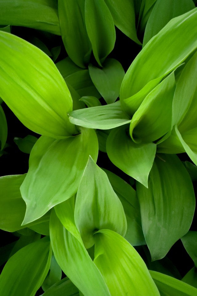 Cardamom Plant