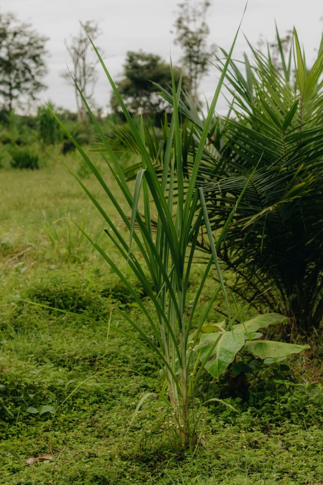 Cardamom Plant