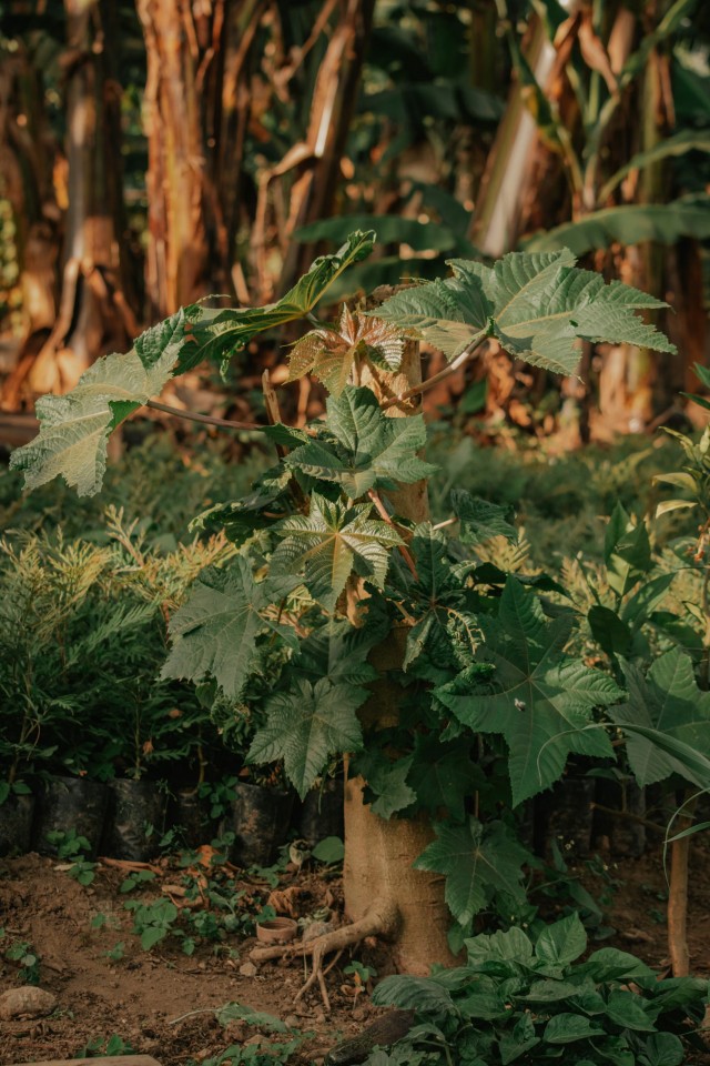 Cardamom Plant