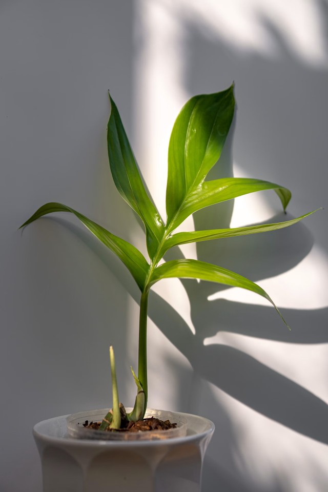 Cardamom Plant