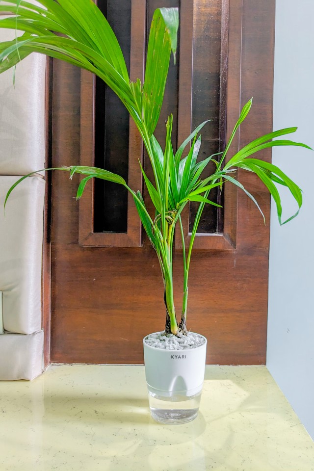Cardamom Plant