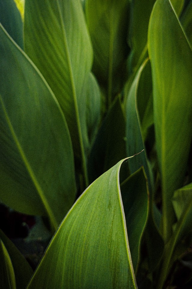 Cardamom Plant